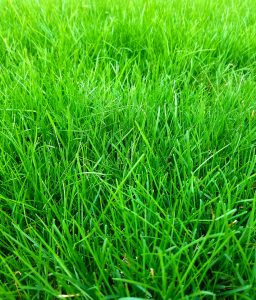 the best review of milorganite lawn fertilizer